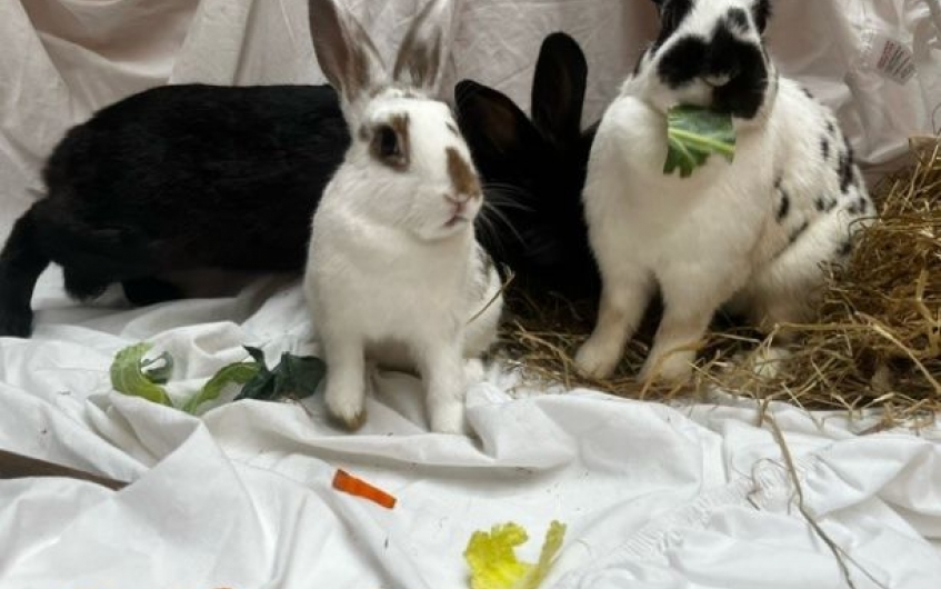 Serabi, Willow & McBunny