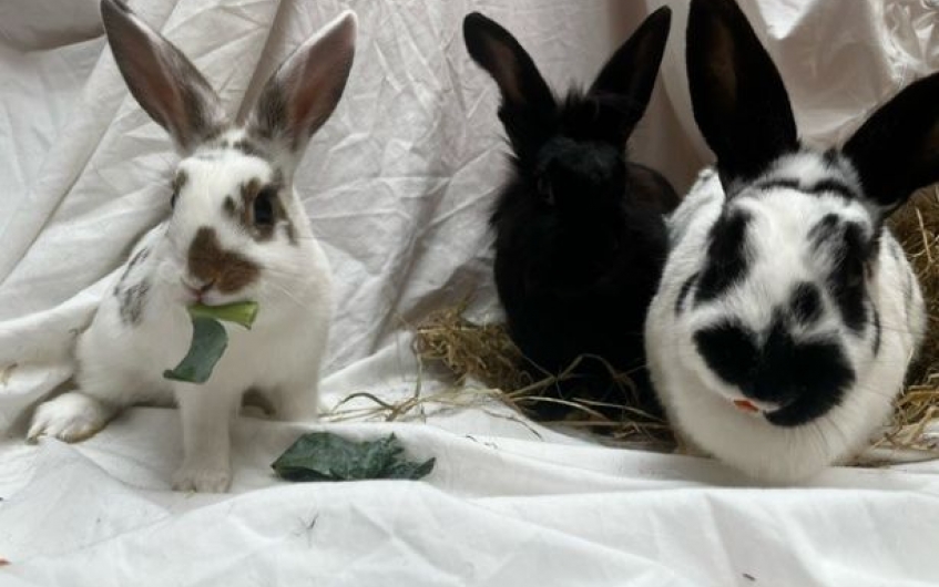 Serabi, Willow & McBunny