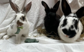 Serabi, Willow & McBunny