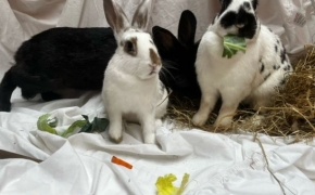 Serabi, Willow & McBunny