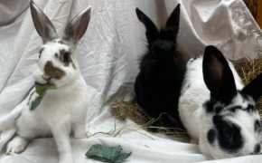 Serabi, Willow & McBunny