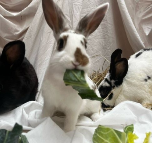 Serabi, Willow & McBunny