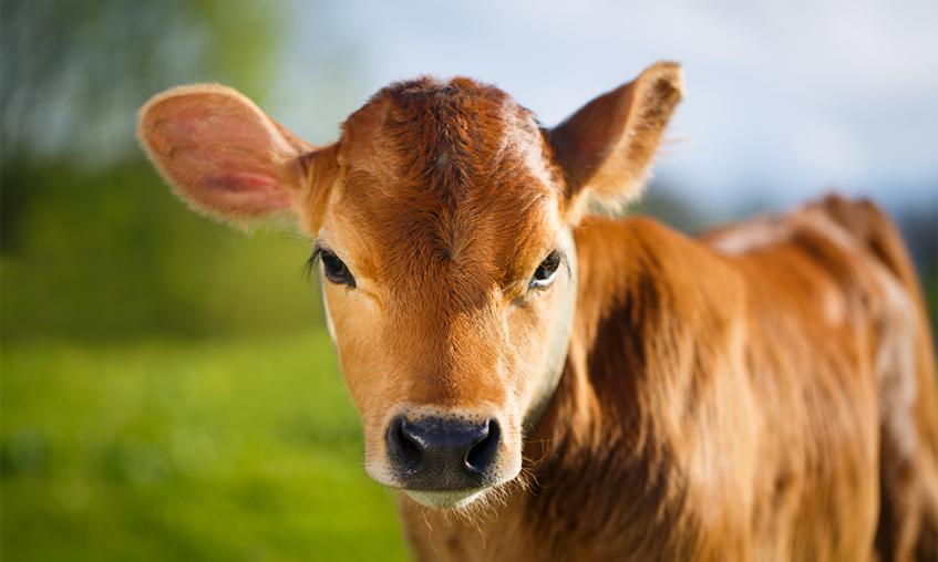 Calf standing in a field