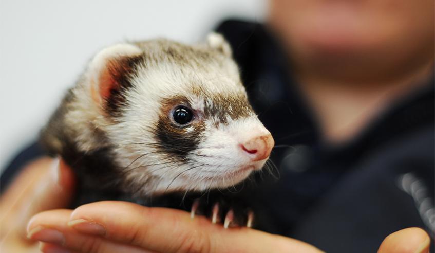 ferret