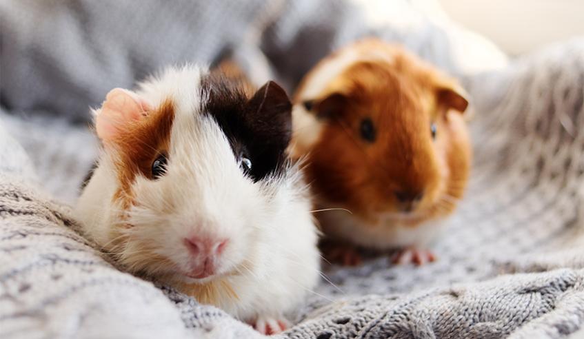 guinea pigs