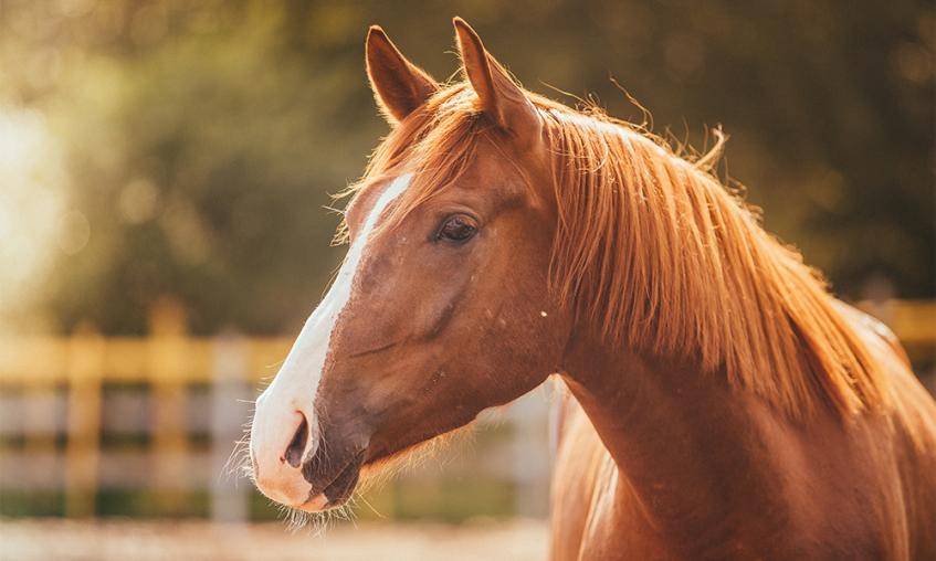 Chestnut horse gazing into the distance