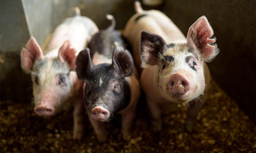 3 pigs standing in a line