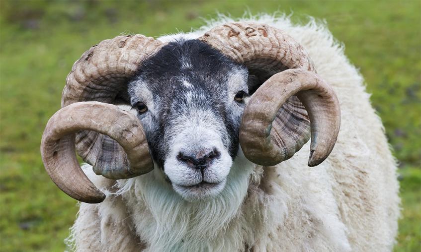 Sheep in a field