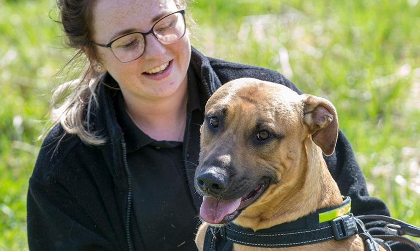 Person looking at a panting dog