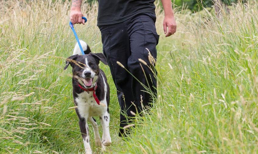 Dog being walked in long grass