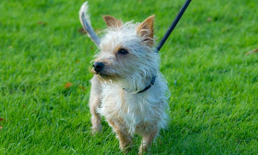 Little dog on lead standing in grass field 