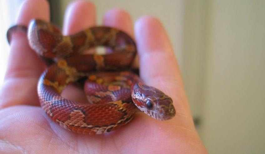 tiny snek