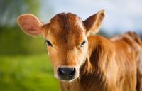 Calf standing in a field