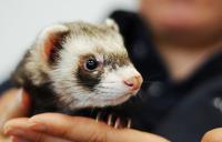 ferret