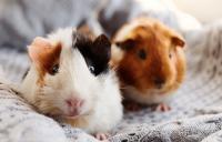 guinea pigs