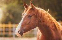 Chestnut horse gazing into the distance