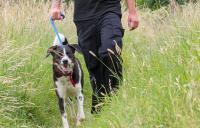 Dog being walked in long grass